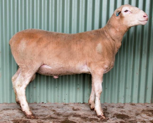 Superbly balanced ram with a tremendous carcase Good growth (top 20%) and balance of figures Excellent L ram (Top 10%) Lot 5-150036 5 150036 0.16 9.5 15.3-0.6 1.4-14 195 113.