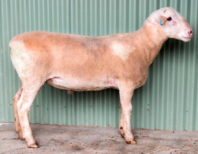 8 Dam: Yanco 130065 Accuracy (%) 58 41 39 L Outstanding meat eating quality, positive IMF (top 5%) & negative Shear (top 10%) Exceptional L Ram (Top 1%) Suit production of trade