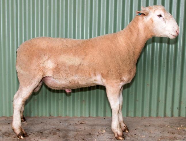 Outstanding structural correctness Stylish type ram with scale and stretch Good growth (top 20%) Not suited to use over maidens due to high birthweight; best suited to first cross ewes Not suited