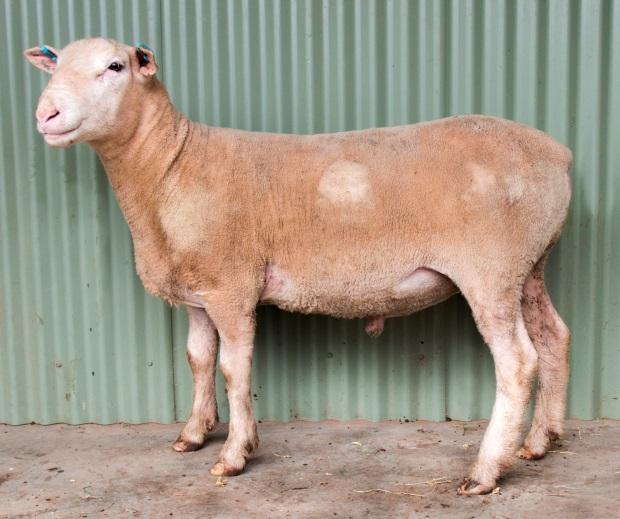 Outstanding solid, well-muscled carcase Early maturing type Excellent growth (top 10%) Suited to production of trade lambs Lot 9-150164 9 150164 0.