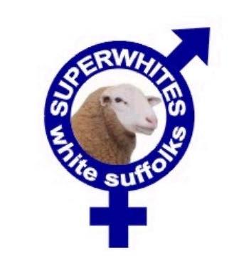 About Superwhites: The Superwhites genetic improvement group was formed in 1995 and comprises 20 members across Australia The group has a strong commercial