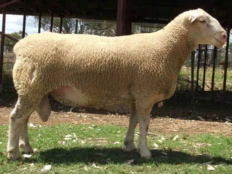 SUFFOLKS Rams are selected for muscling in the loin and leg. They are the most expensive cuts. Rams are bred for high growth.