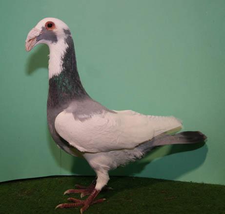 this pigeon. Owner: Kees Verkolf.