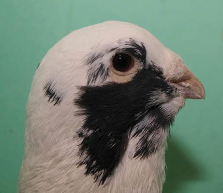 red (mealy) pied, F/Y.
