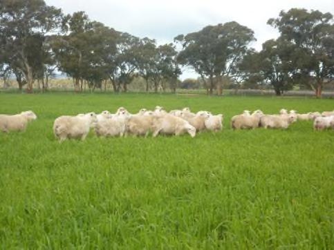 2014 drop sale ram lambs in