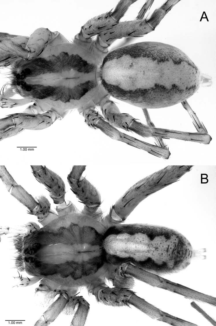 SILVA-DÁVILA: MAHAFALYTENUS, A NEW SPIDER GENUS FROM MADAGASCAR 71 FIGURE 1. Mahafalytenus spp.