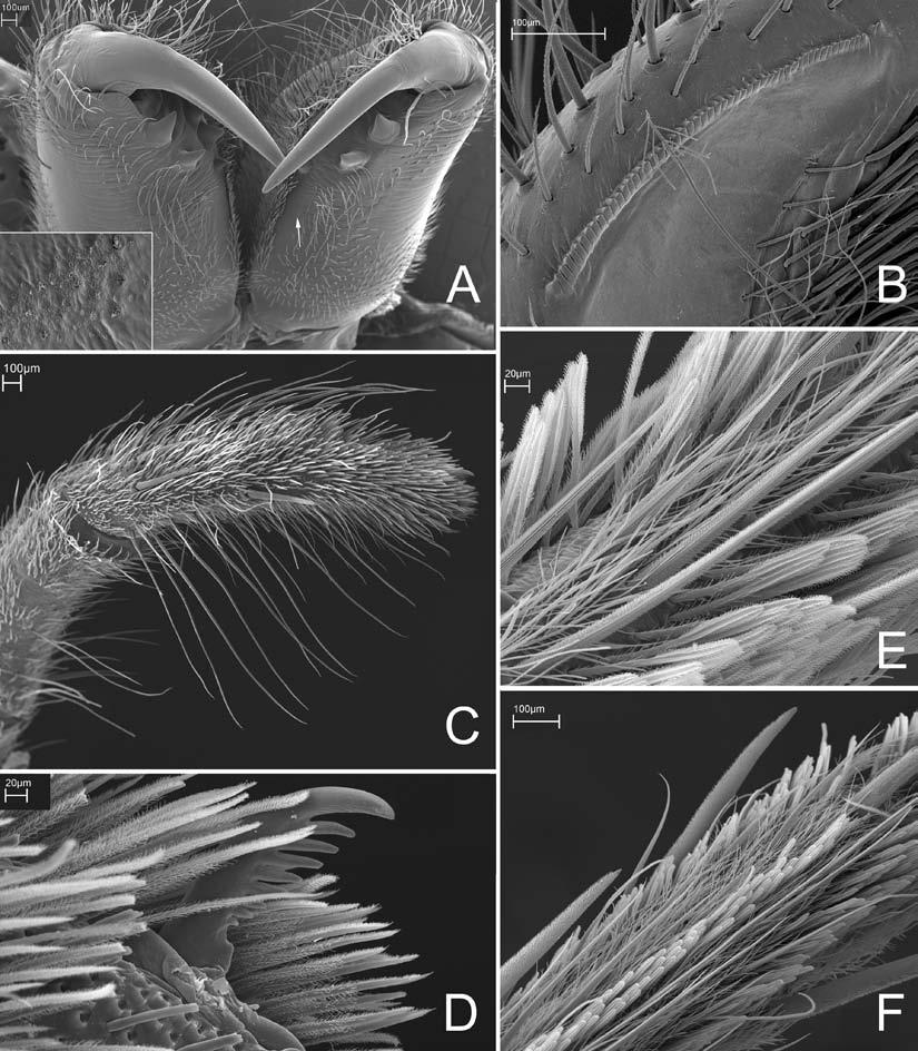 SILVA-DÁVILA: MAHAFALYTENUS, A NEW SPIDER GENUS FROM MADAGASCAR 73 Figure 3. Mahafalytenus spp., female. A B, E F. M. paosy, sp. nov., CASENT9014084. A. Chelicerae; inset and arrow to cheliceral glands.