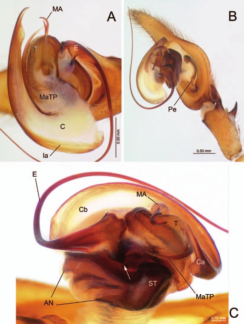 82 PROCEEDINGS OF THE CALIFORNIA ACADEMY OF SCIENCES Fourth Series, Volume 58, No. 5 FIGURE 12. Mahafalytenus tsilo, sp. nov., male CASENT9020814, expanded left palp. A. Ventral view. B.