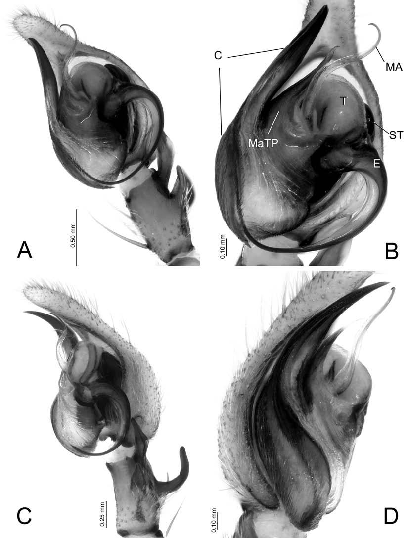 86 PROCEEDINGS OF THE CALIFORNIA ACADEMY OF SCIENCES Fourth Series, Volume 58, No. 5 FIGURE 16. Mahafalytenus fo, sp. nov. Left palp, male CASENT9014199. A. Ventral view. B.