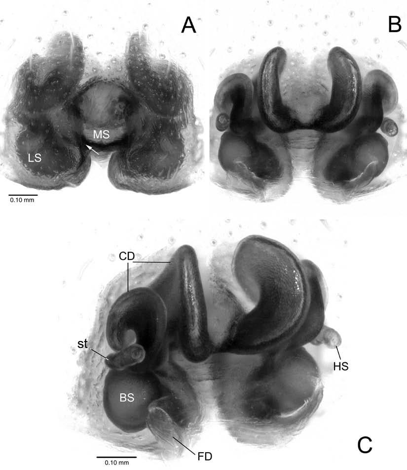 SILVA-DÁVILA: MAHAFALYTENUS, A NEW SPIDER GENUS FROM MADAGASCAR 87 FIGURE 17. Mahafalytenus fohy, sp. nov. Female genitalia, holotype. A. Epigynum, ventral view; arrow to copulatory opening. B.
