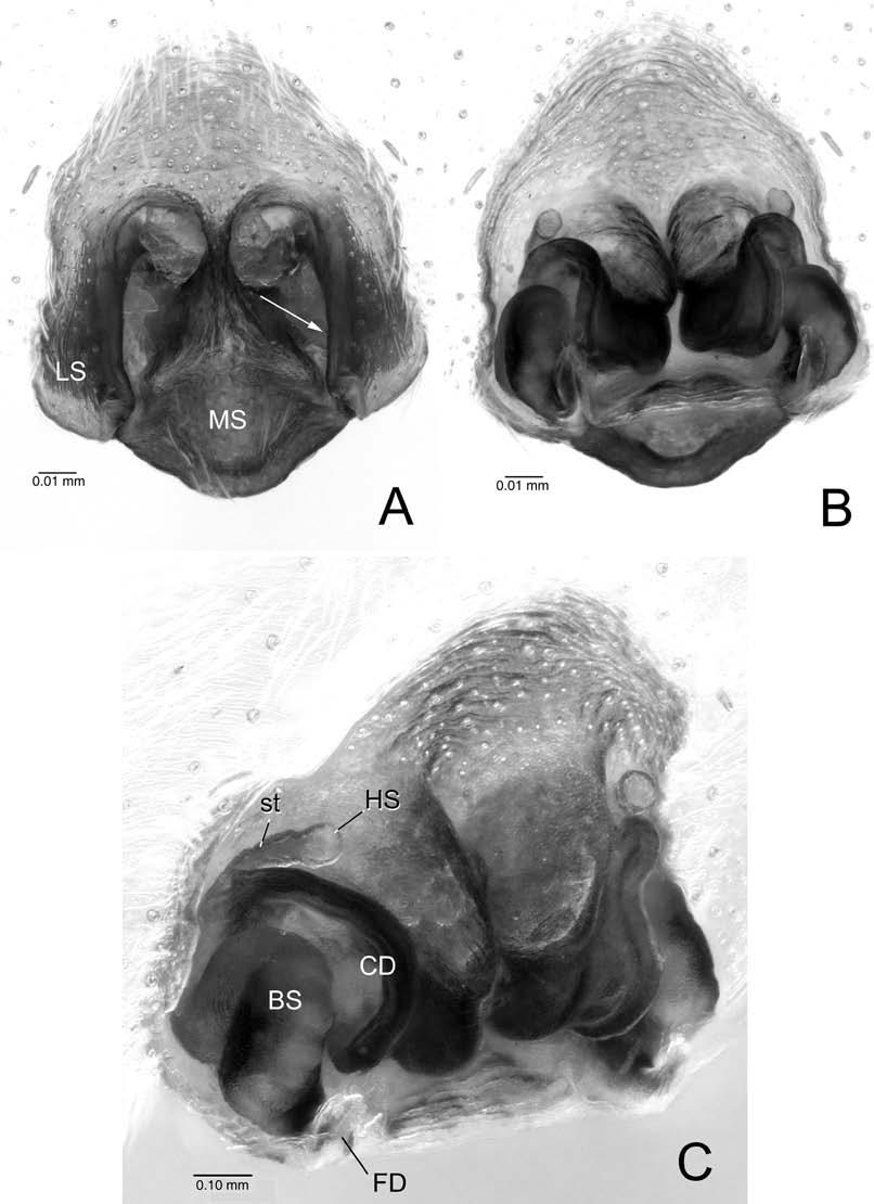 SILVA-DÁVILA: MAHAFALYTENUS, A NEW SPIDER GENUS FROM MADAGASCAR 91 FIGURE 21. Mahafalytenus isalo, sp. nov. Female genitalia, holotype. A. Epigynum, ventral view; arrow to copulatory opening. B.