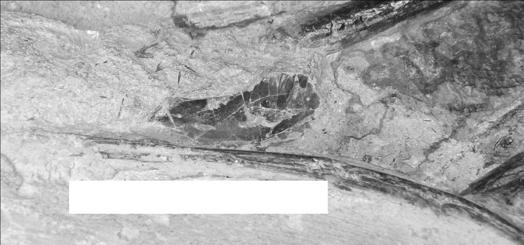 PALUDICOLA, VOL. 8, NO. 1, 2010 34 FIGURE 12. Fish scale directly beneath large gastric mass. Scale bar = 2cm. CONCLUSION The identification of one belemnite within the matrix of DONMG:1983.