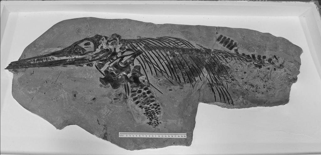 23 LOMAX ICHTHYOSAUR GASTRIC CONTENTS FIGURE 1. DONMG:1983.98. Note the dark area of gastric content between the ribs. Scale bar = 20cm. FIGURE 2.