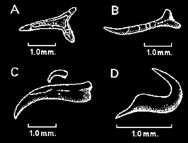 The maxilla is preserved along with an almost complete premaxilla; however, the end of the premaxilla is broken and it is unclear whether or not the rostrum was complete when discovered.