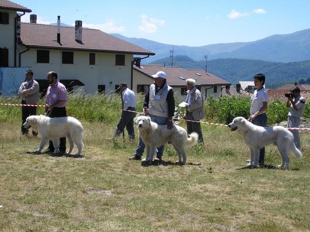 Livestock guarding dog networks Italy: Involvement of a local dog breeder for the following tasks: - Assess the quality of already present dogs - DNA