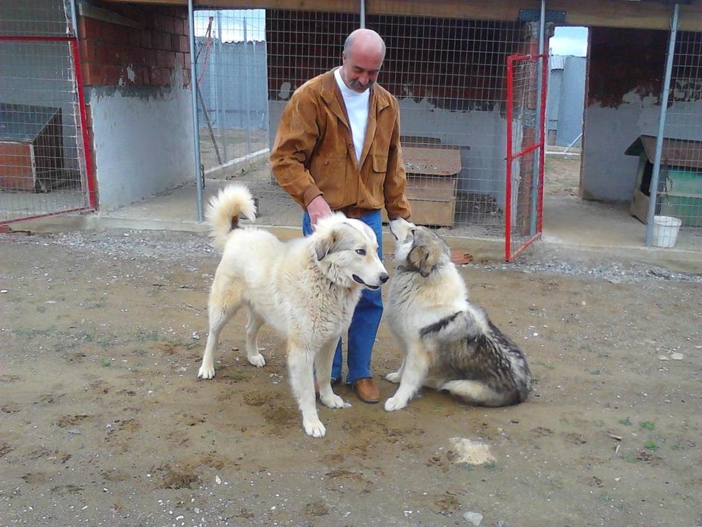 Livestock guarding dog networks Greece: