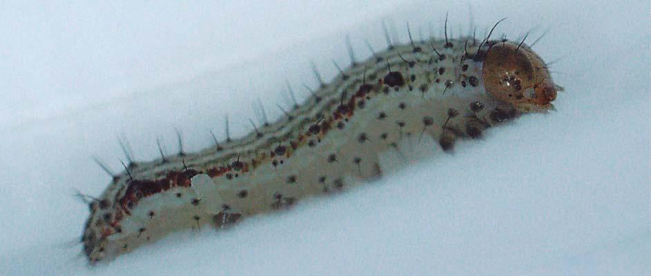 Late larval stage 3 (L3) As the larva continues to develop, a dark stripe becomes