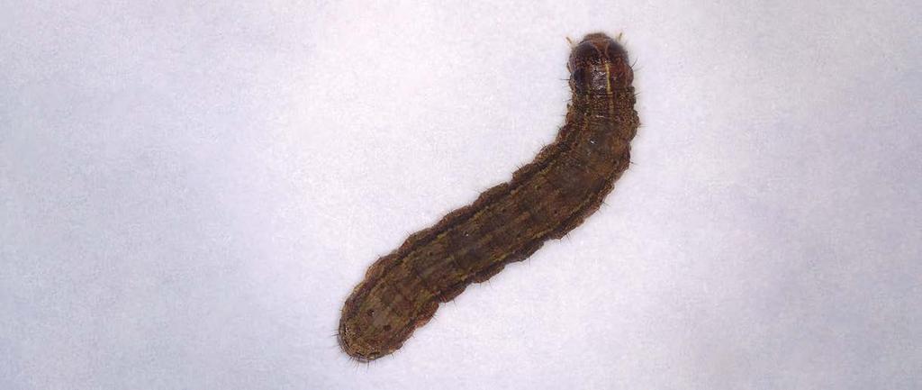 Larval stage 5 (L5) The larva turns a dark-brown color,