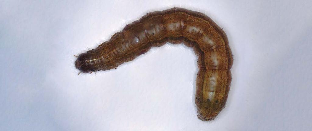 Larval stage 6 (L6) At this stage, the larva has a noticeable appearance: the