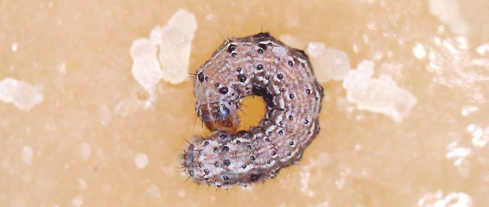 Late larval stage 3 (L3) The larva develops white areas adjacent to