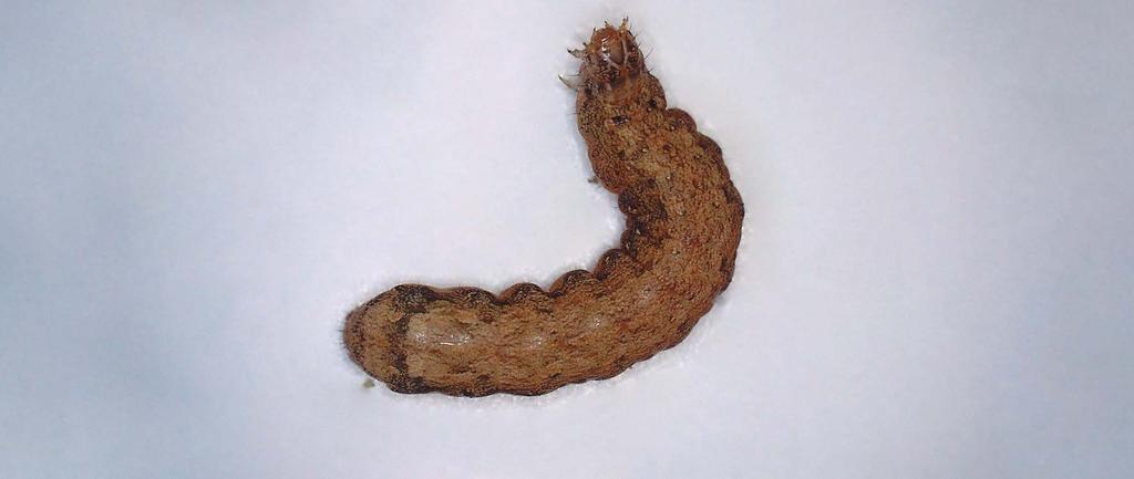 Larval stage 5 (L5) Despite tone differences among larvae, the prevailing characteristic is