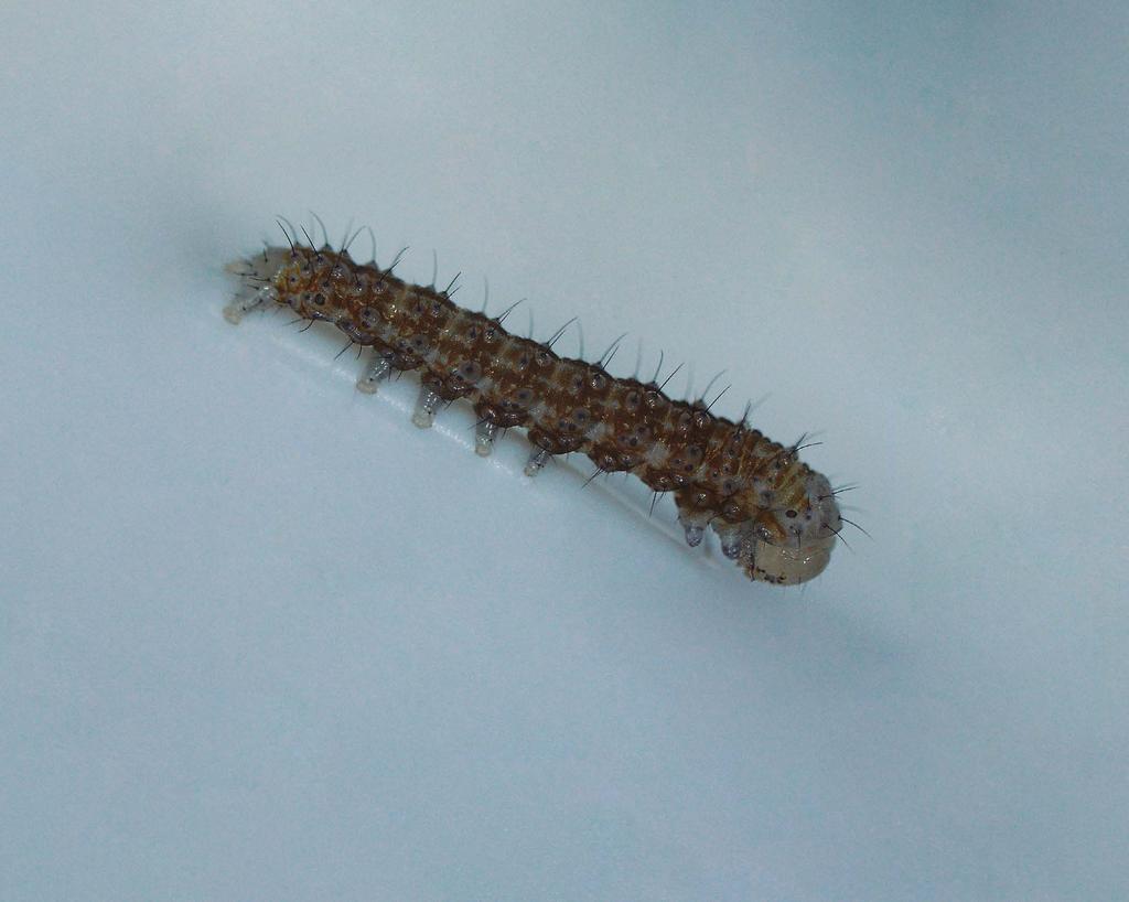 Early larval stage 3 (L3) At the beginning, the larvae develop white spots