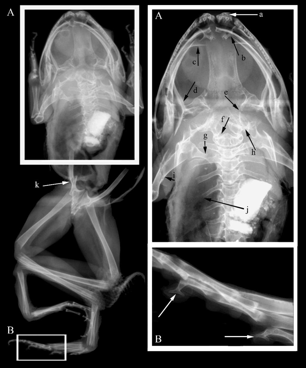 454 HERPETOLOGICA [Vol. 64, No. 4 FIG. 3. X-ray images of Cycloramphus jordanensis (MZUSP 4522). (A) Dorsal view of head and trunk. (B) Detail of terminal phalanx on left foot.