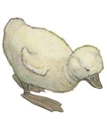 The Ugly Duckling retold by Maryann Dobeck