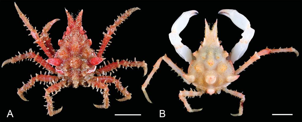 European Journal of Taxonomy 358: 1 37 (2017) Oxypleurodon leonis sp. nov. urn:lsid:zoobank.