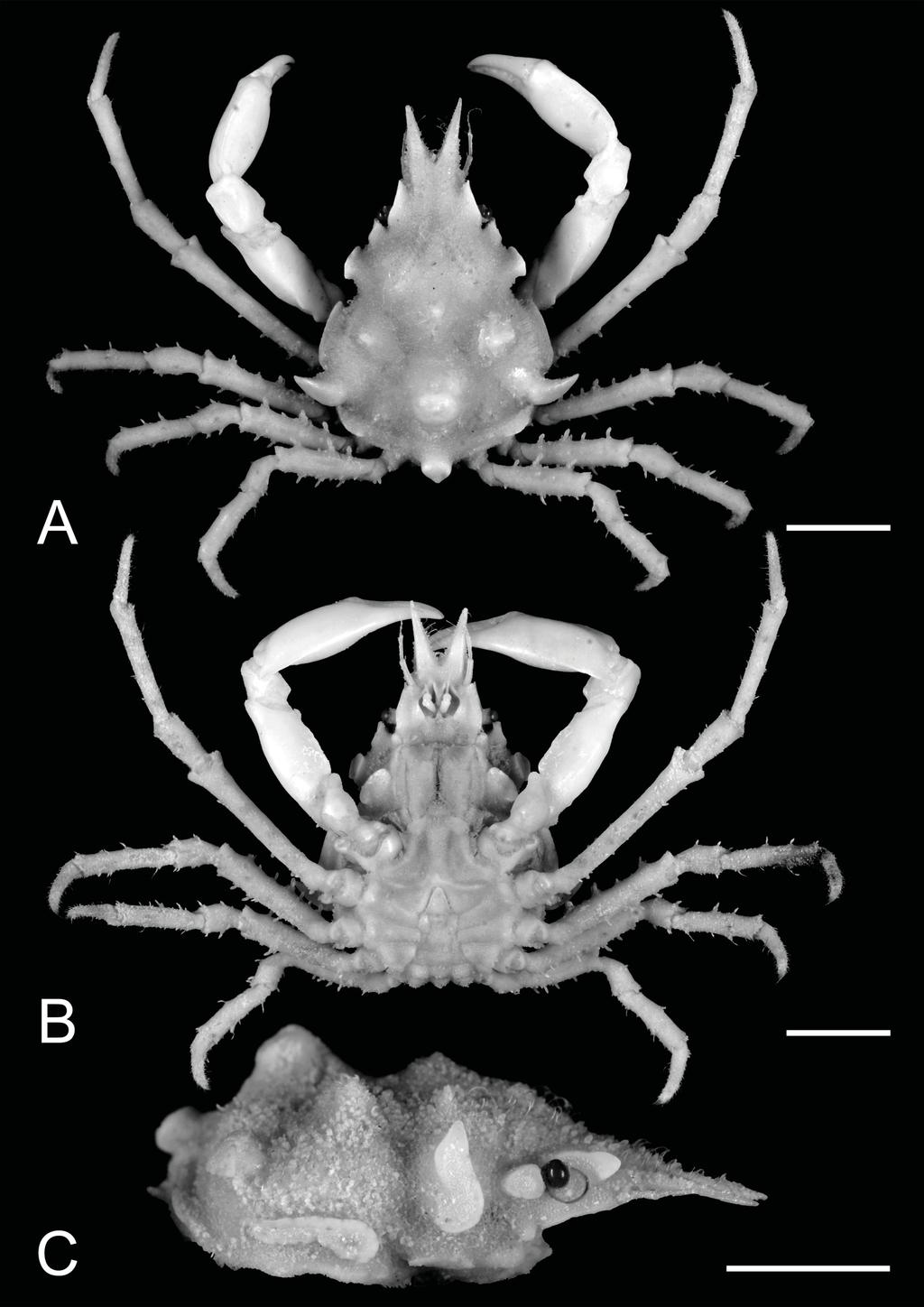 LEE B.Y. et al., Epialtidae and Inachidae from South China Sea Fig. 5. Oxypleurodon leonis sp. nov., holotype, (13.5 9.