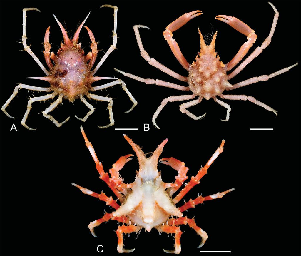 LEE B.Y. et al., Epialtidae and Inachidae from South China Sea and Taiwan (Richer de Forges & Ng 2013: fig. 7). The present specimen from the SCS agrees well with the earlier material.