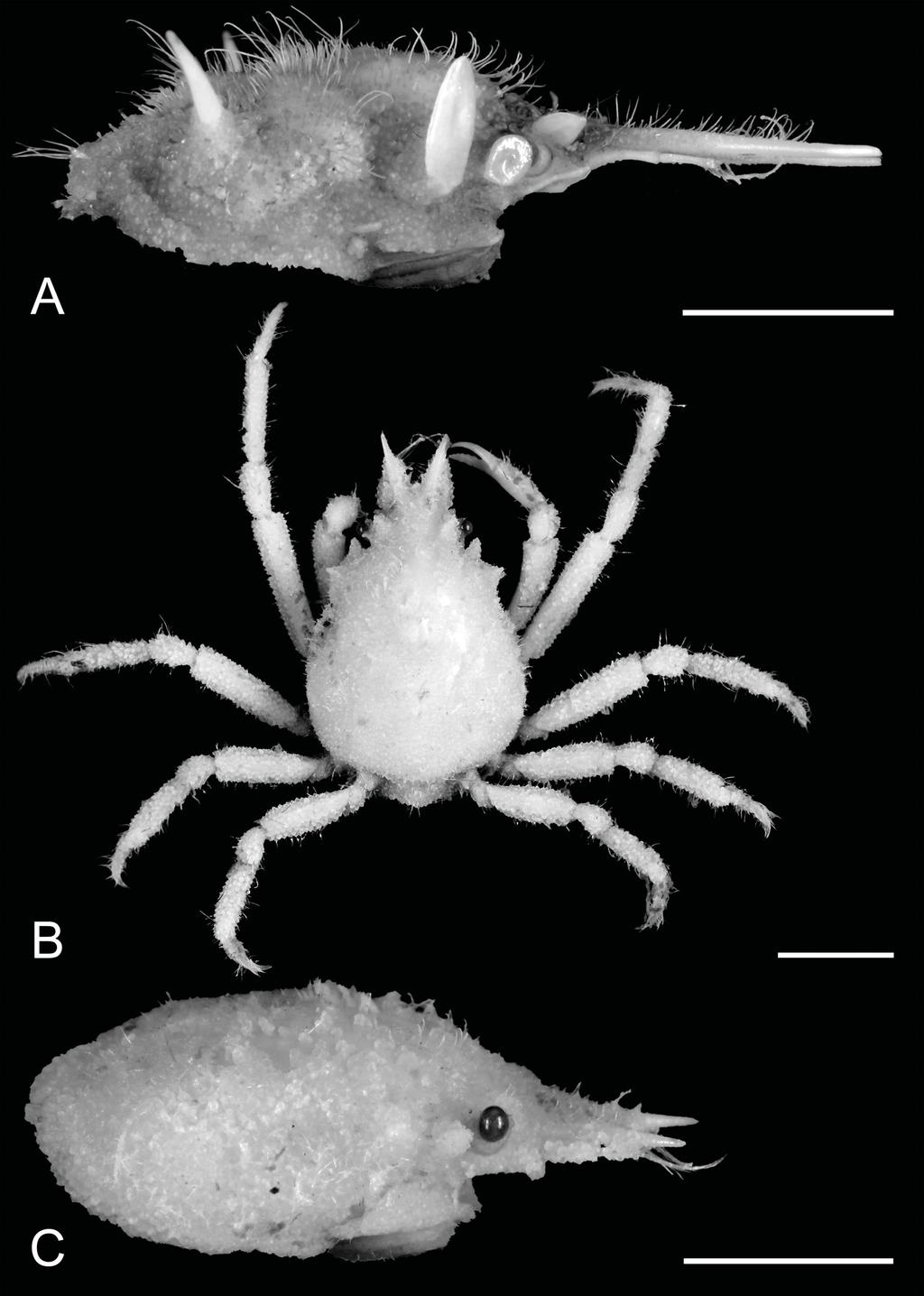 European Journal of Taxonomy 358: 1 37 (2017) Fig. 8. A. Rochinia kotakae Takeda, 2001, ovigerous (14.0 9.1 mm) (ZRC 2016.