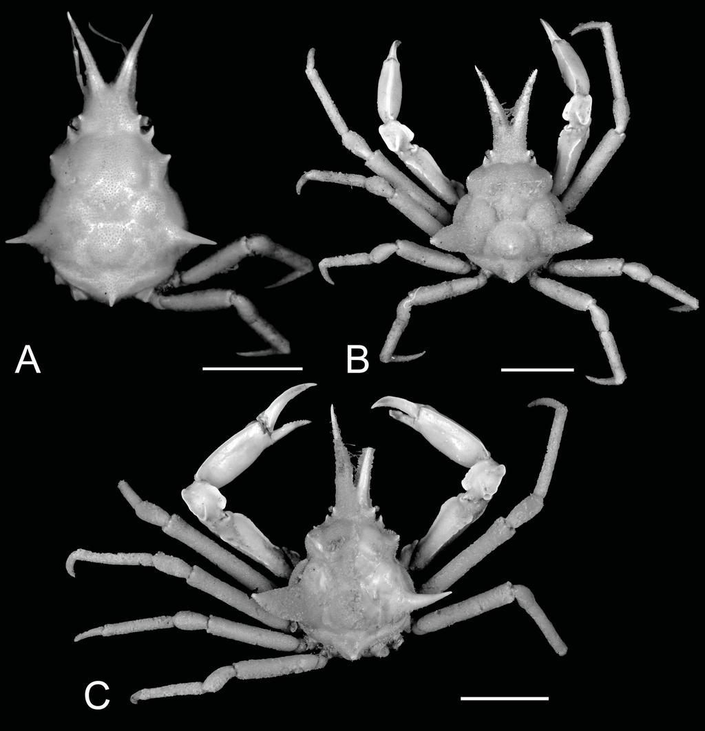 LEE B.Y. et al., Epialtidae and Inachidae from South China Sea No distinct spine on dorsal surface of carapace. Gastric and cardiac regions slightly raised.