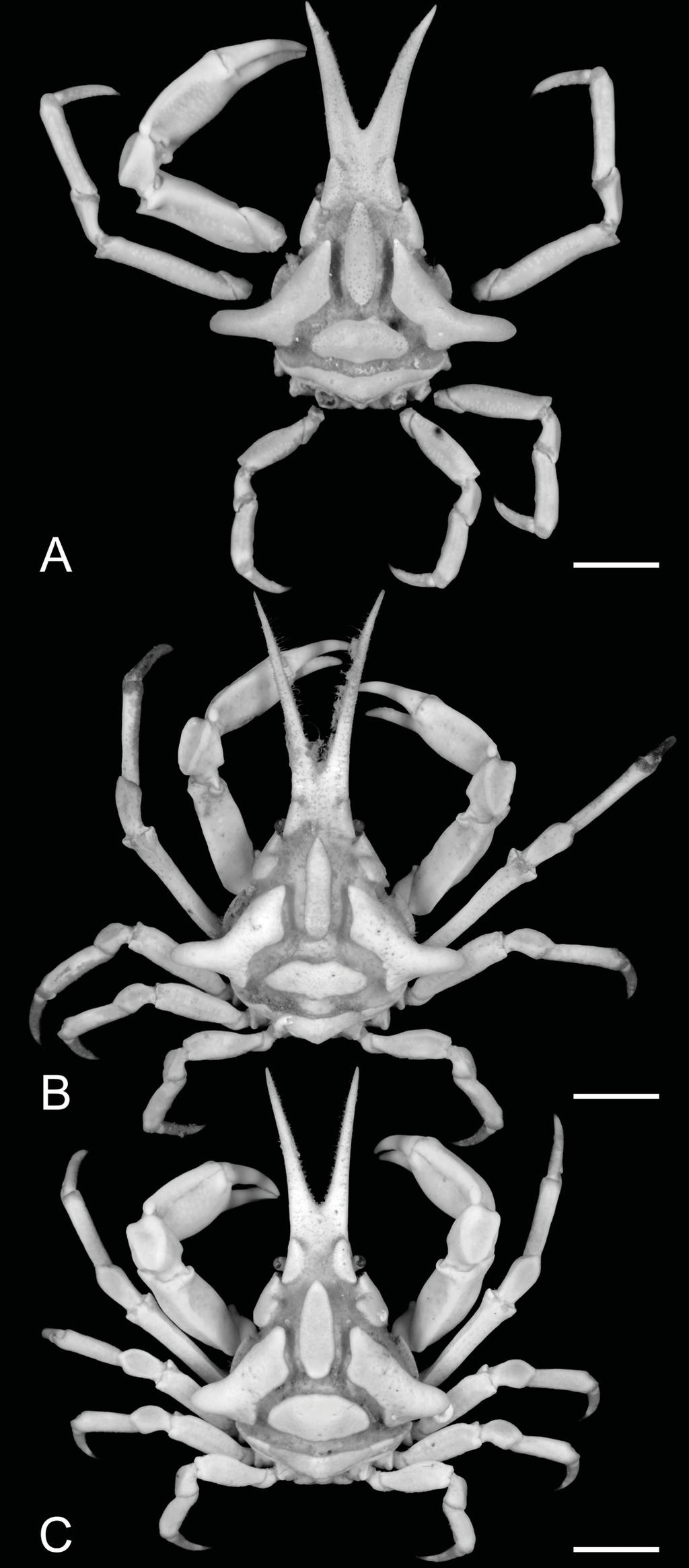 European Journal of Taxonomy 358: 1 37 (2017) Fig. 2. Oxypleurodon stimpsoni Miers, 1885, overall dorsal view. A. (14.0 9.