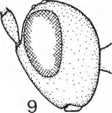 Fore acetabulum (close behind fore coxae) unusually emerging lamelliform and slightly denticulate in shape (Fig. 10).
