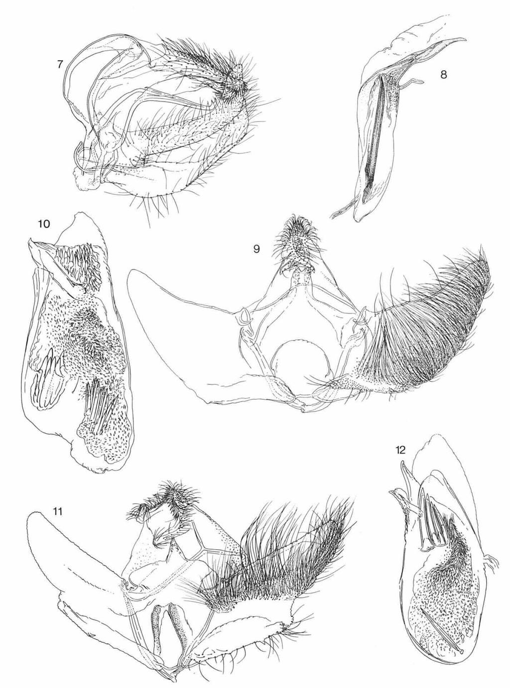 272 ZOOLOGISCHE MEDEDELINGEN 58 (1984) Figs. 7 12. Genitalia of S. Asiatic Cochylinae, males. 7, Phalonidia pista spec, nov.
