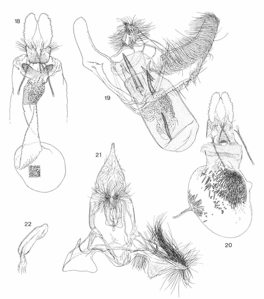 DIAKONOFF: SOUTH ASIATIC COCHYLINAE 285 Figs.* 18-20. Genitalia of S. Asiatic Cochylinae. 18, Eupoecilia scythalephora (Diakonoff, 1952), holotype; 19, E.