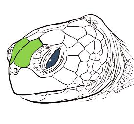 Costal scutes (c) Vertebral scutes (v) Marginal scutes (m) Turtle with scales