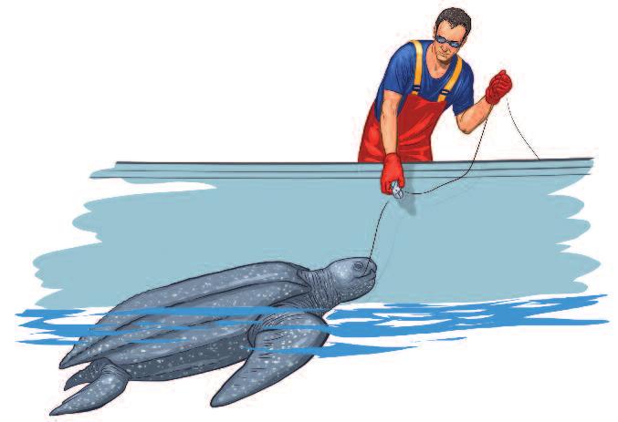 Do not: If the sea turtle is too large to be lifted on board, bring it