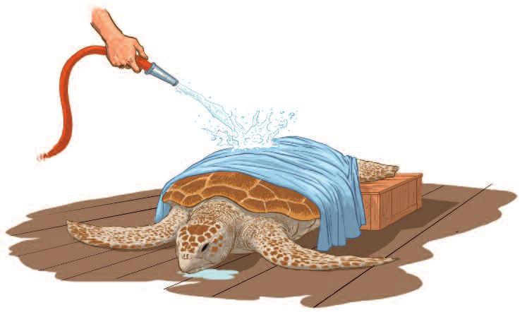 TECHNICAL SHEET N 5 - ASSESSING THE SEA TURTLE S CONDITION Lift the sea turtle up, holding the