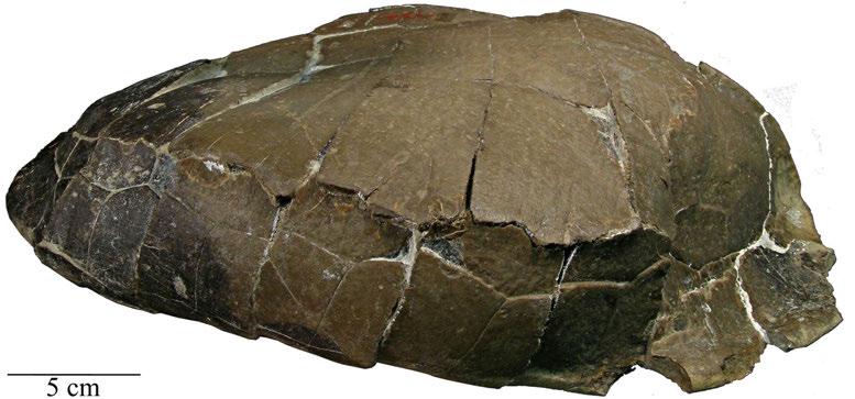 85 Figure 41. YPM 3754, Baptemys wyomingensis. Carapace left lateral view.