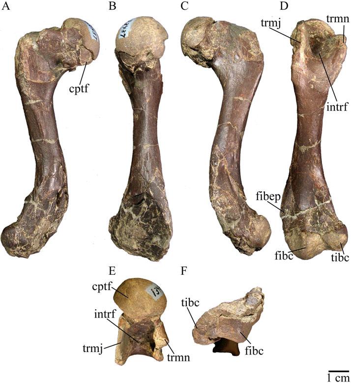 125 Figure 62. USNM 13437, Baptemys wyomingensis. Left femur in anterior (A), dorsal (B), posterior (C), ventral (D), proximal (E), and distal (F) views.