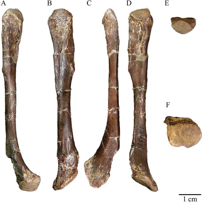 127 Fibula The right fibula of USNM 13437 is preserved and complete (Figure 64). It is slightly longer and much narrower than the tibia.