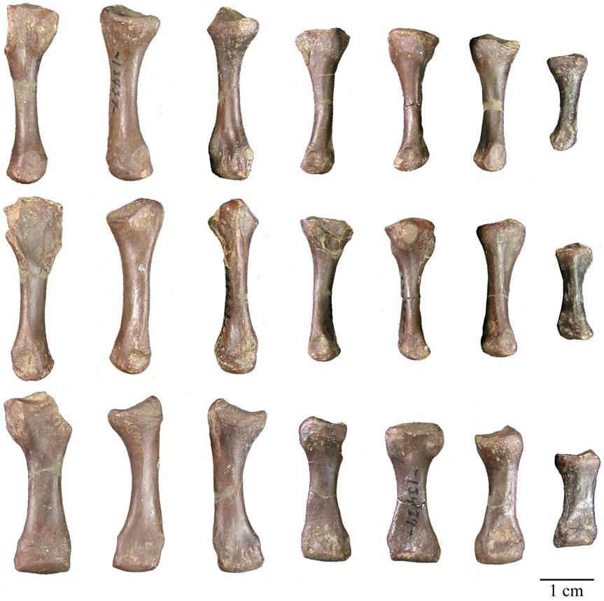 129 Metapodials and Phalanges Seven metapodials, fifteen phalanges, and nine phalanx are preserved from USNM 13437.