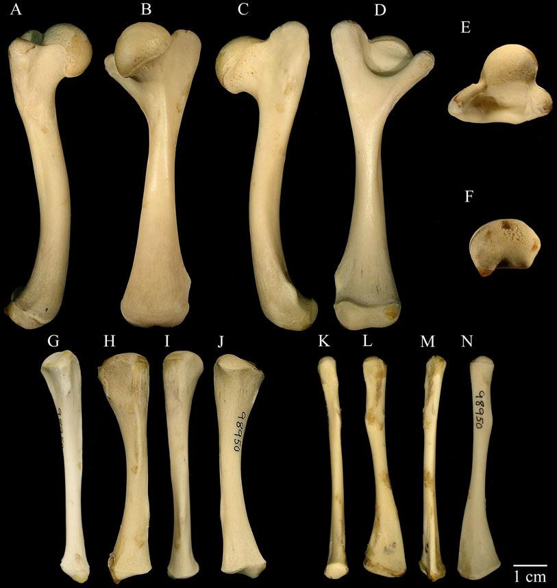 Figure A14. FMNH 98950, Dermatemys mawii. Hindlimb. Left femur in anterior (A), dorsal (B), posterior (C), ventral (D), proximal (E), and distal (F) views.