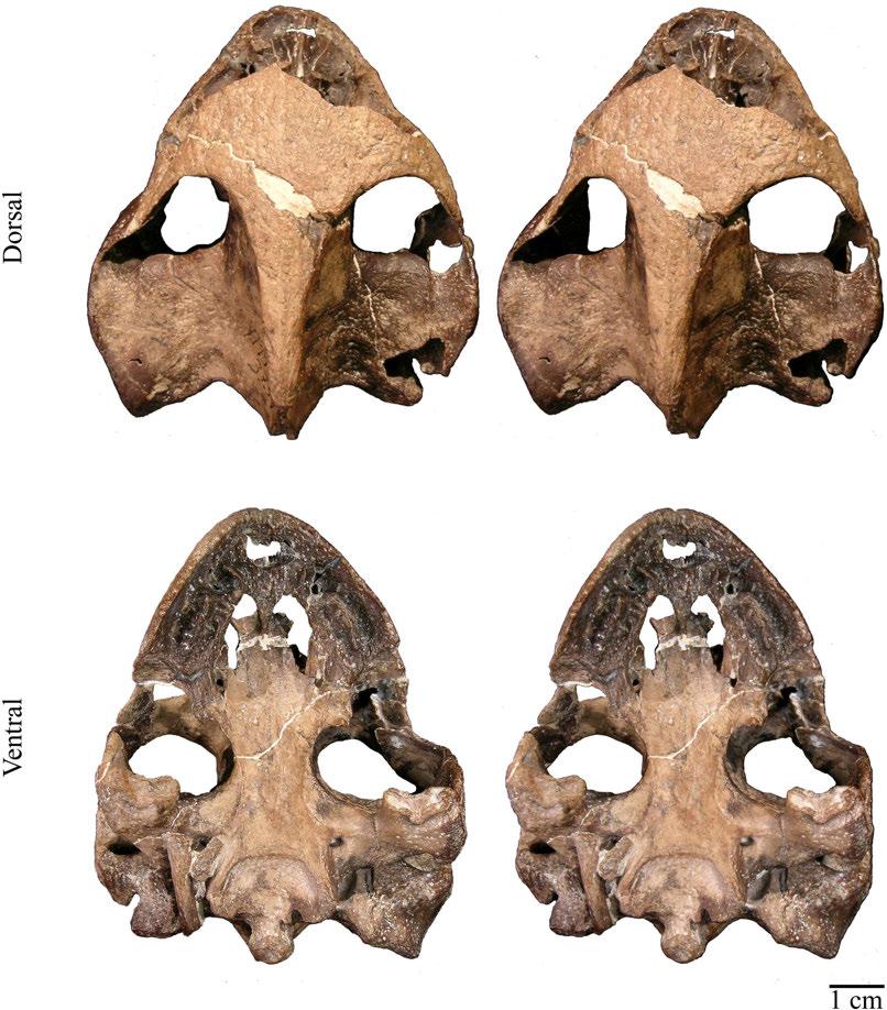 25 The AMNH 5967 skull is three-dimensional, although the posteroventral elements are crushed, slightly disarticulated, and similar in shape and size to that of YPM 3754.