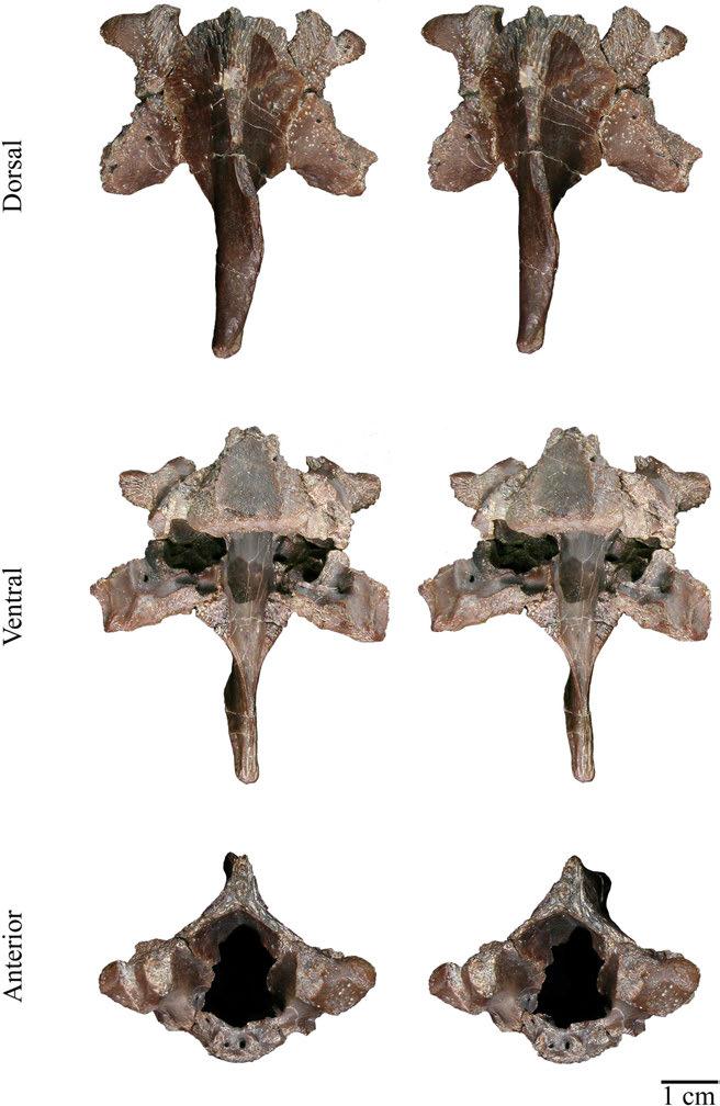 Figure 8. USNM 13437, Baptemys wyomingensis.