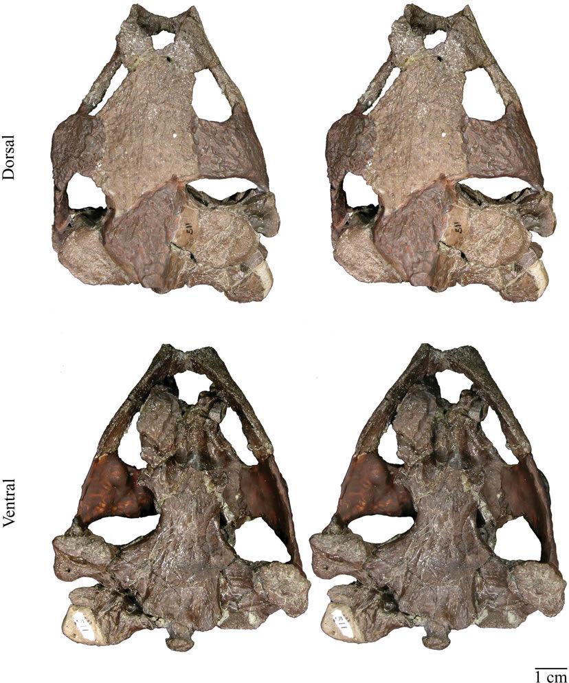 Figure 10. DMNH 511, Baptemys wyomingensis.