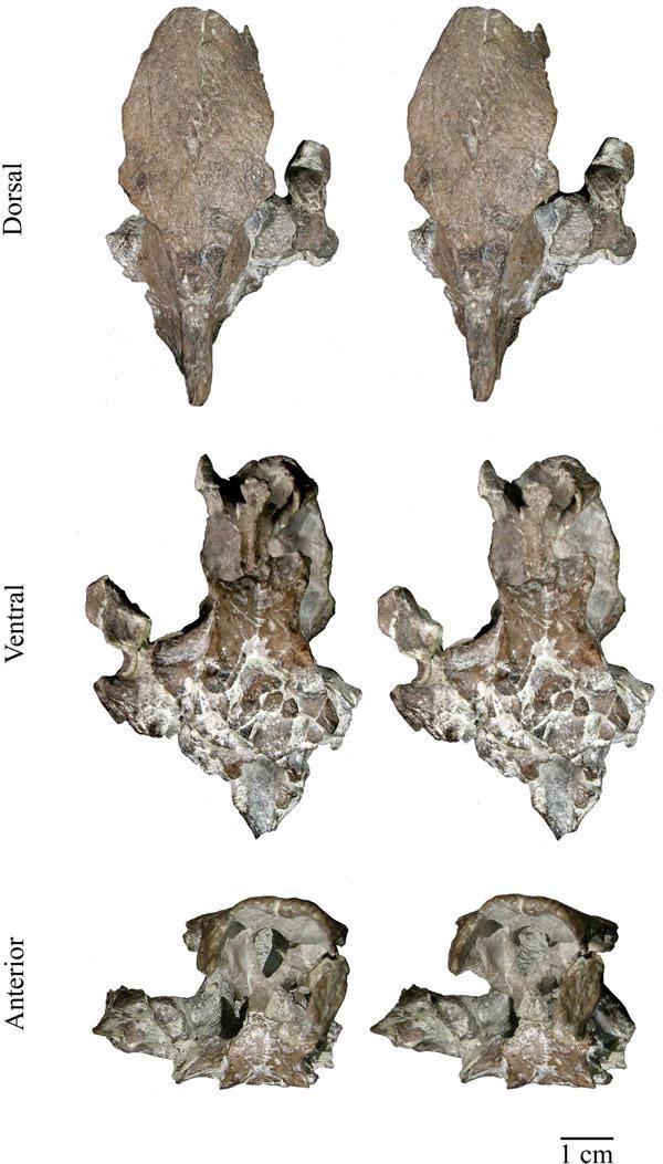Figure 12. AMNH 5967, Baptemys wyomingensis.