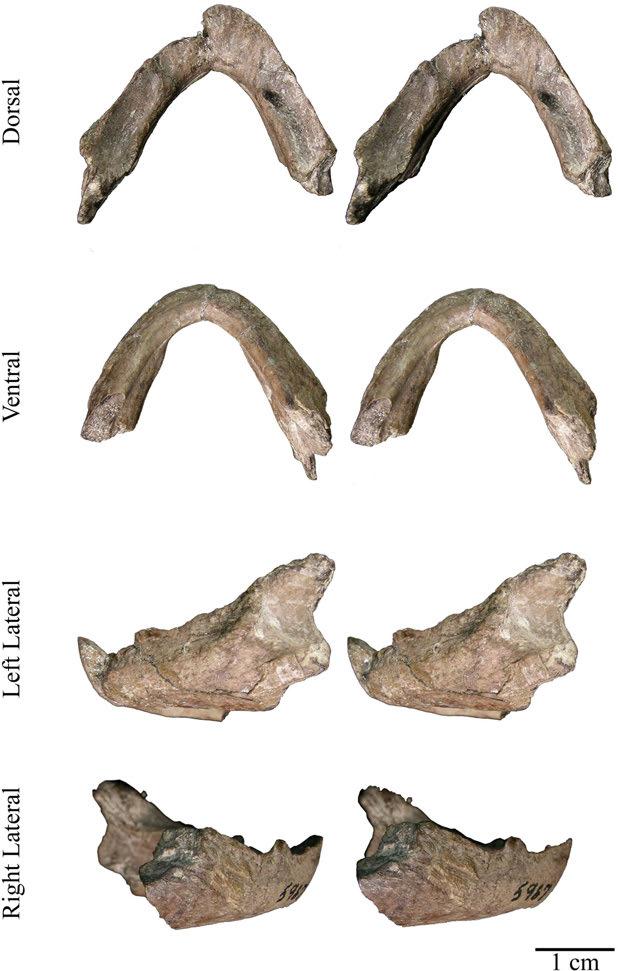 Figure 29. AMNH 5967, Baptemys wyomingensis.